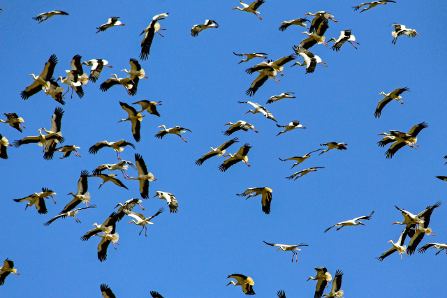 storks